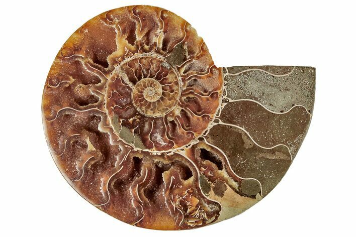 Cut & Polished Ammonite Fossil (Half) - Crystal Filled Chambers #191670
